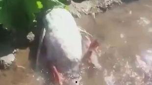 王大娘最新爆料視頻,驚人內(nèi)幕曝光！