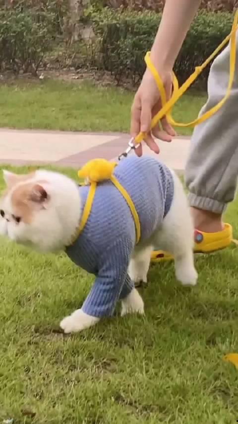 加菲最新爆料視頻,揭秘娛樂圈驚人內幕！