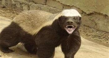 高爾夫平頭哥最新爆料,揭秘高爾夫界神秘力量背后的真相