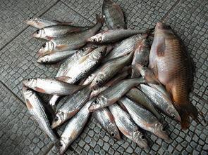 沙溝魚價(jià)最新爆料,市場動態(tài)揭秘，價(jià)格走勢分析