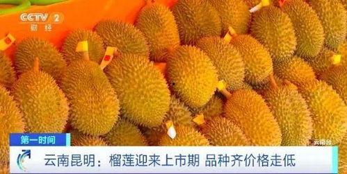 鄒平榴蓮價格最新爆料,揭秘市場動態(tài)與消費者關(guān)注焦點