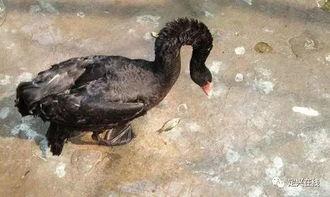 黑天鵝最新爆料消息